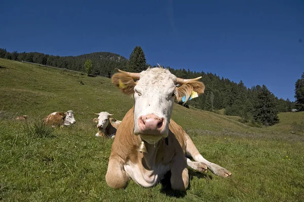 Vacas Paisagem Natural Foco Seletivo — Fotografia de Stock