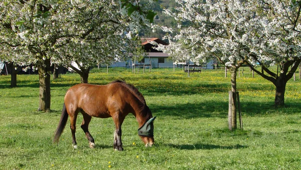 Bellezza Della Primavera — Foto Stock