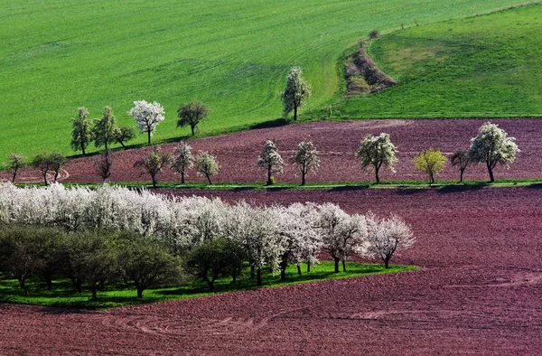 Kırsal Alanın Güzel Manzarası — Stok fotoğraf