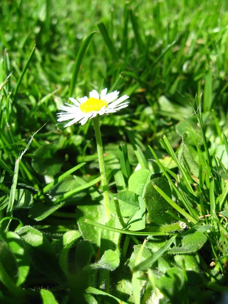 Imagem Margarida Plena Flor — Fotografia de Stock