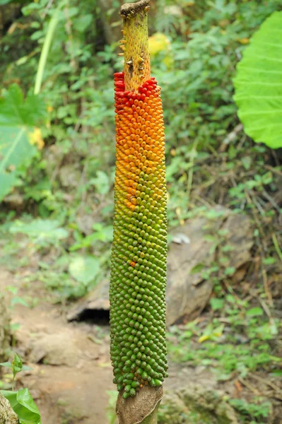 Bel Colpo Botanico Carta Parati Naturale — Foto Stock