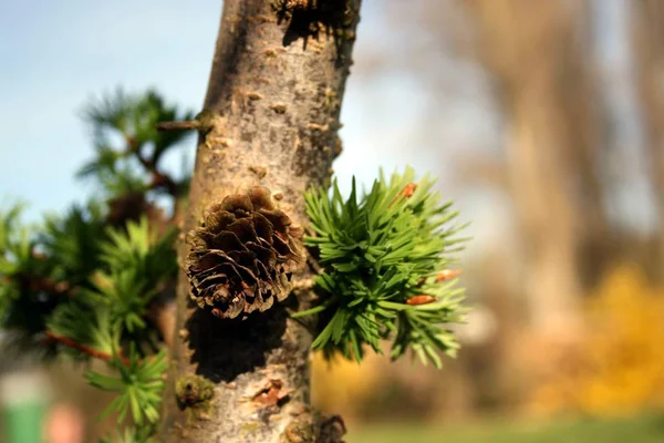 Природа Ботаніка Флора Дерева — стокове фото