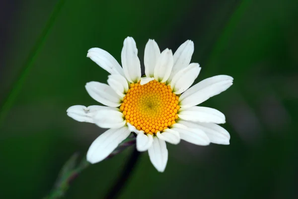 Bild Von Gänseblümchen Voller Blüte — Stockfoto