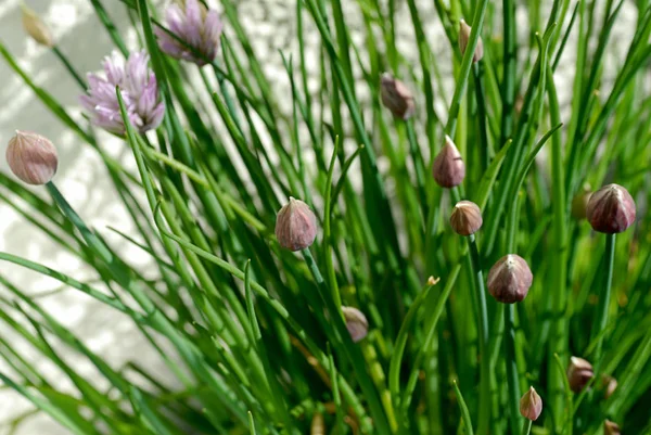 Piękne Botaniczne Ujęcie Naturalna Tapeta — Zdjęcie stockowe