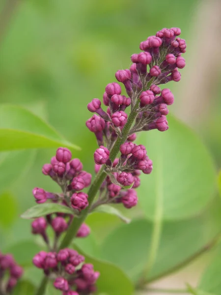 Kronblad Syrenblomma Vårflora — Stockfoto