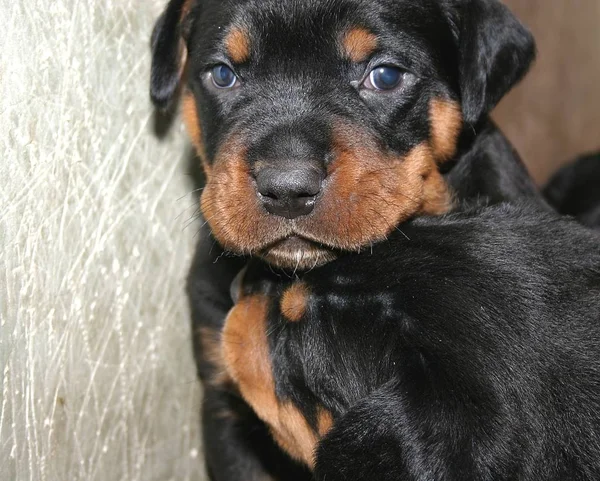 Bebes Rottweiler Semanas Edad — Foto de Stock