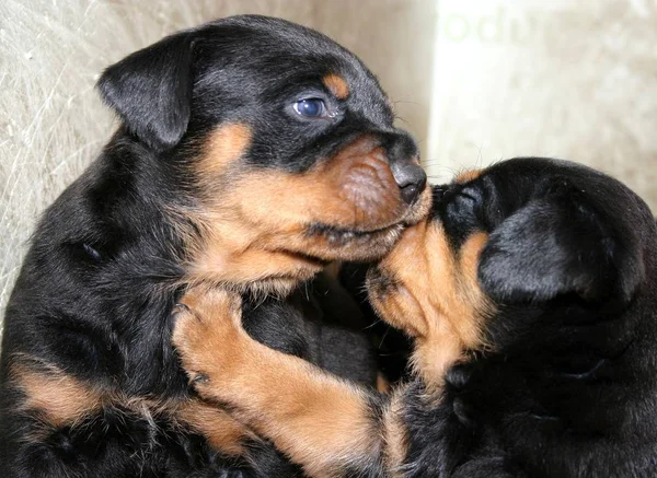 Rottweiler Baby Hetes Éves — Stock Fotó