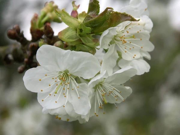 Cereja Floresce Árvore Com Flores Primavera — Fotografia de Stock