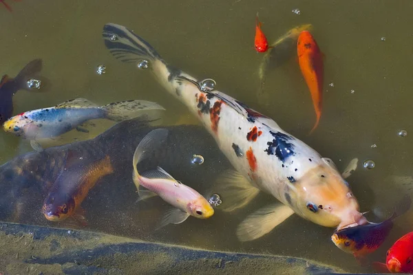 Ikan Mas Merah Berenang Bawah Air — Stok Foto