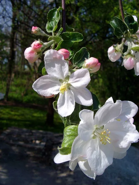 unfortunately,the apple tree had to give way to the construction of a garage. the last pictures of the blossoms here last year as a reminder.