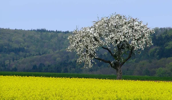 Pommiers Pétales Fleurs — Photo