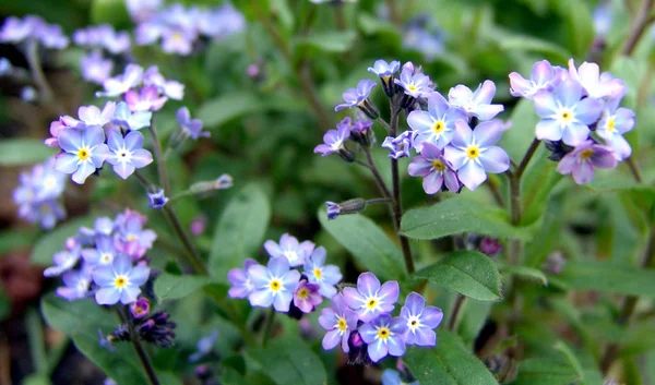 Natursköna Vackra Färgglada Glömma Mig Inte Blomma — Stockfoto