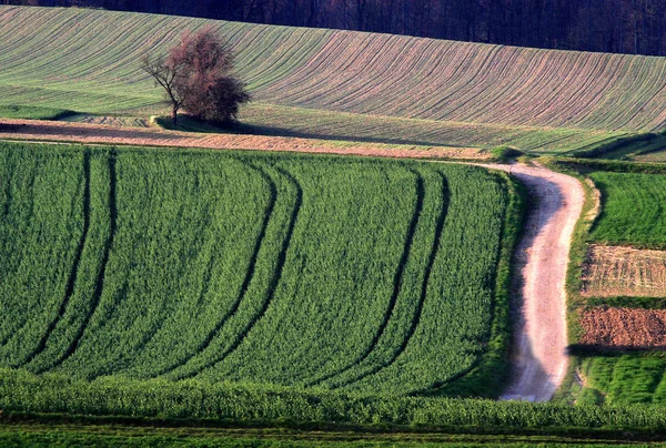 Structure Agricole Légère Soir Dans Brunn Sauvage Waldviertel Très Tardif — Photo