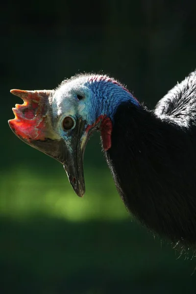 Southern Cassowary Second Largest Bird Australia Third Largest Still Living — Stock Photo, Image