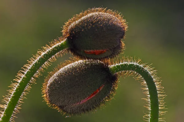 Närbild Vackra Vilda Vallmo Blommor — Stockfoto