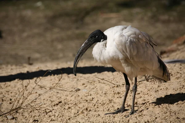 Vista Panorâmica Bela Ave Ibis — Fotografia de Stock