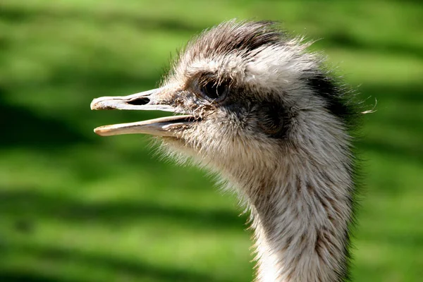 Scenic View Beautiful Ostriches Nature — Stock Photo, Image