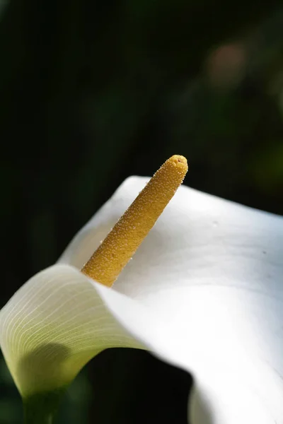 Gros Plan Une Cigarette — Photo