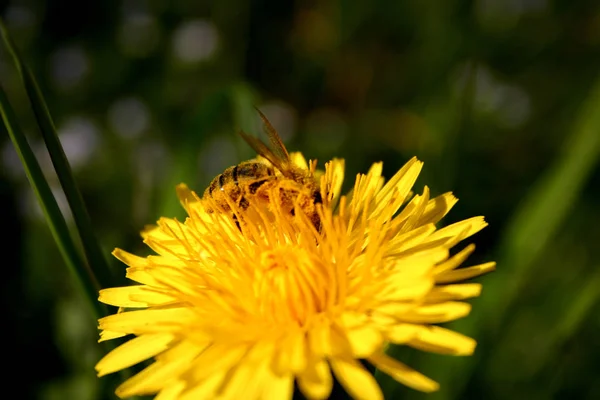 大自然のタンポポの花を間近で見られる — ストック写真