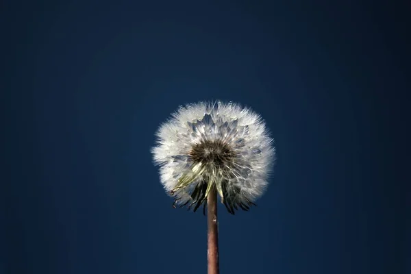 大自然のタンポポの花を間近で見られる — ストック写真