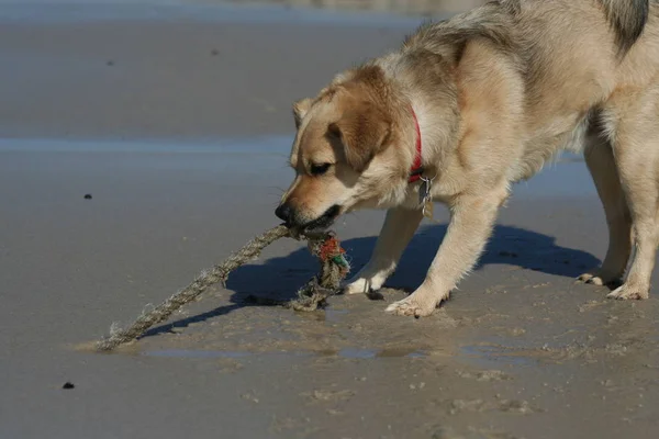 Şirin Bir Köpeğin Portresi — Stok fotoğraf