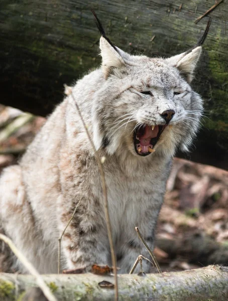 Primer Plano Los Animales Zoológico —  Fotos de Stock