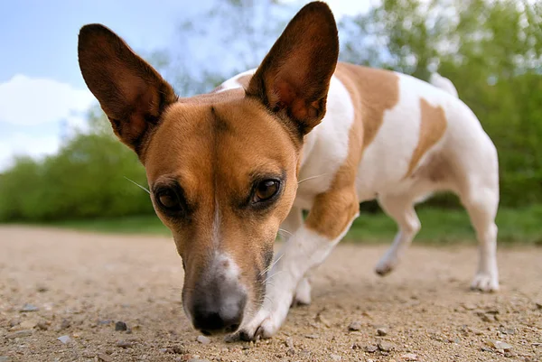 Parkta Genç Bir Chihuahua — Stok fotoğraf