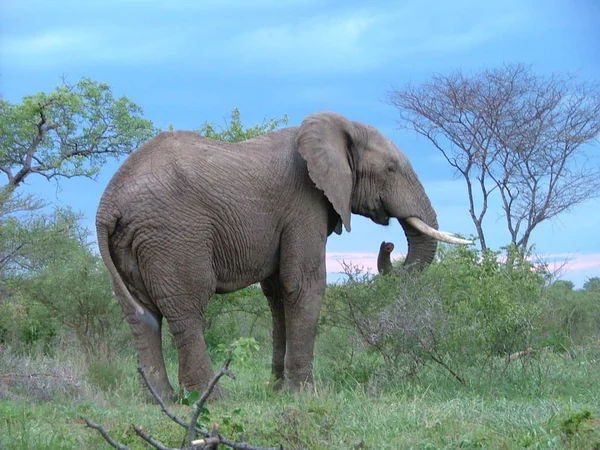 Mammiferi Africani Elefante — Foto Stock