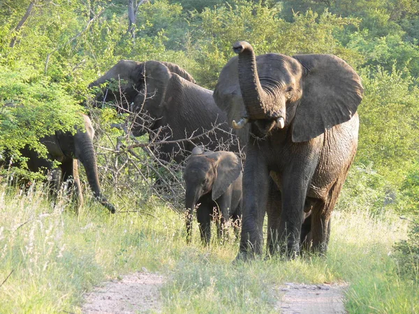 Mamífero Africano Elefante — Fotografia de Stock