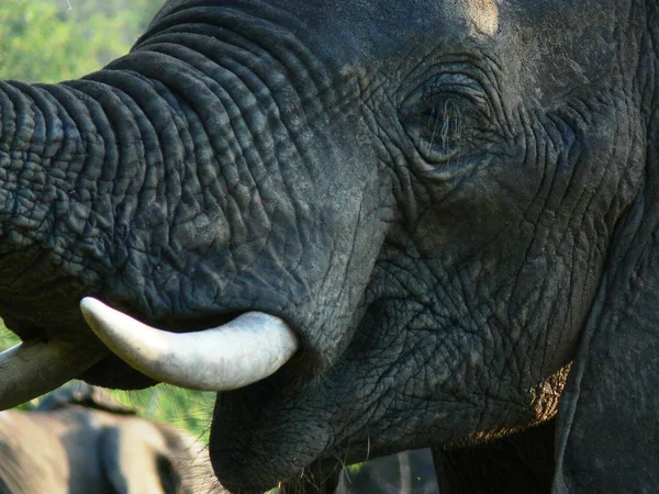 Animales Mamíferos Africanos Elefantes — Foto de Stock