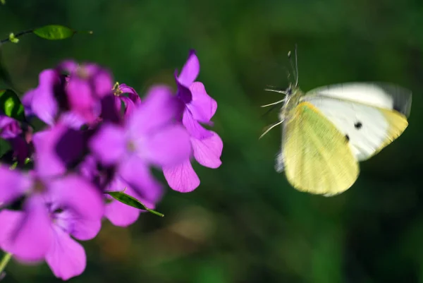 Vue Rapprochée Beau Papillon Coloré — Photo