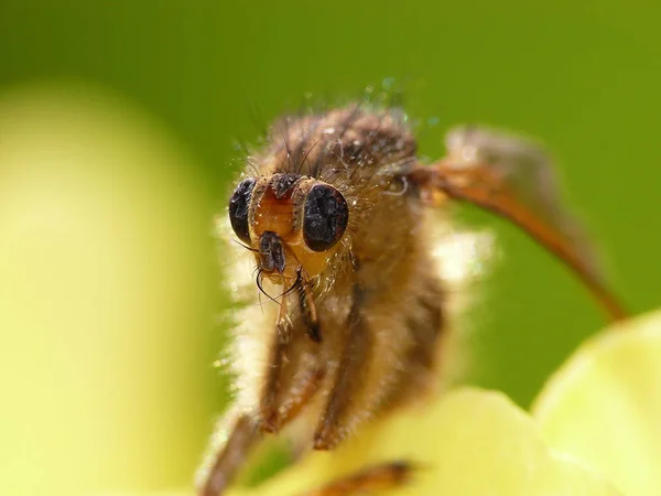 Gros Plan Bug Nature Sauvage — Photo