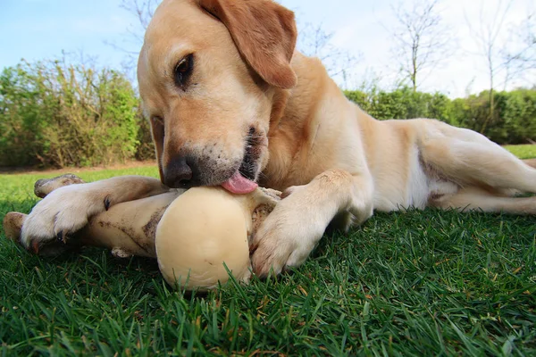 Worked His Bones — Stock Photo, Image