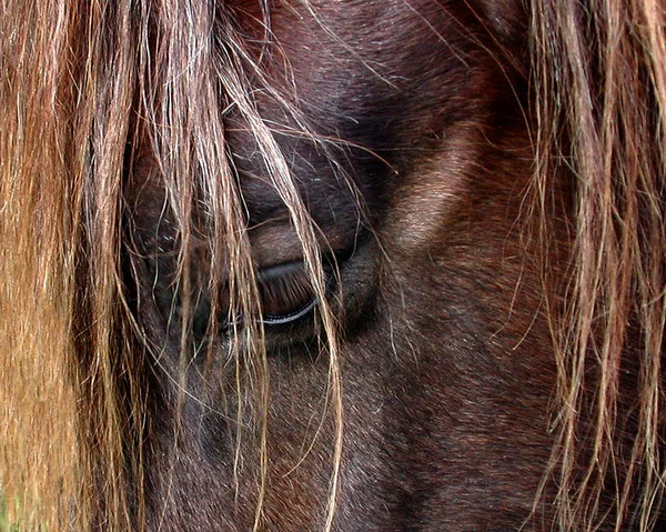 Animais Diferentes Foco Seletivo — Fotografia de Stock