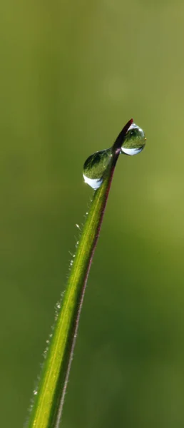 Daggdroppar Det Gröna Gräset — Stockfoto