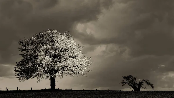 Albero Della Natura Ciliegio — Foto Stock