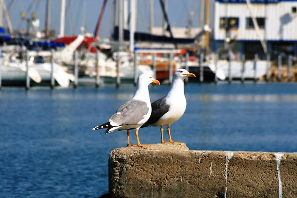 Malerischer Blick Auf Den Schönen Hafen — Stockfoto