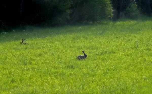 Vacker Utsikt Över Vacker Fågel Naturen — Stockfoto