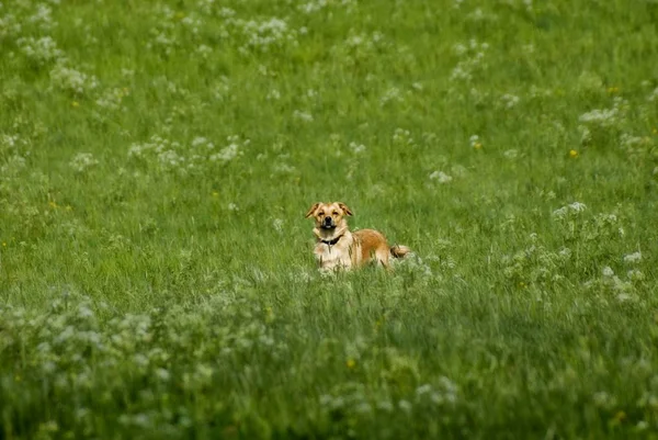 Malerischer Blick Auf Süße Welpen Hund — Stockfoto