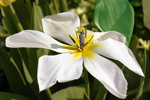 美しいチューリップの花の景色 — ストック写真