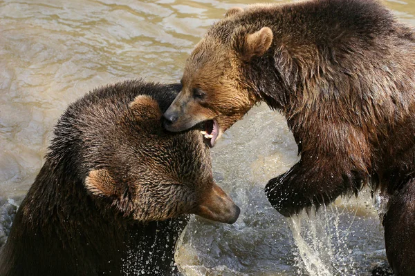 Δύο Καφέ Αρκούδες Στο Νερό — Φωτογραφία Αρχείου