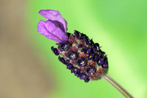 Violeta Flores Lavanda Flores Púrpuras — Foto de Stock