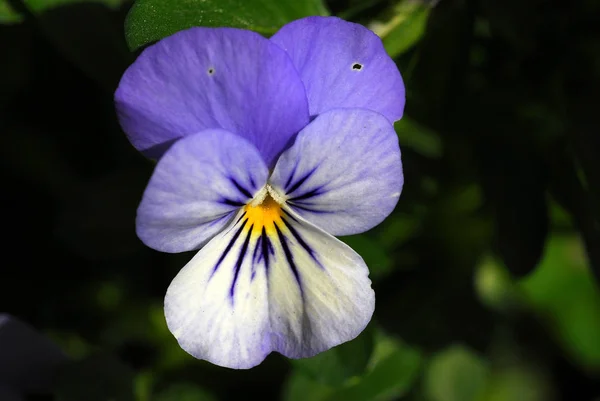 Vackra Pansy Blommor Trädgård Blomma Flora — Stockfoto