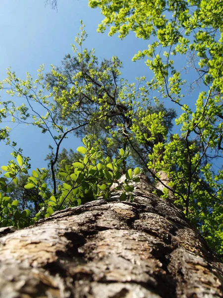 Schöne Aussicht Auf Die Natur — Stockfoto