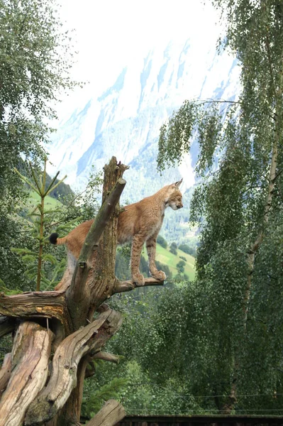 Luchs Den Bergen — Stockfoto