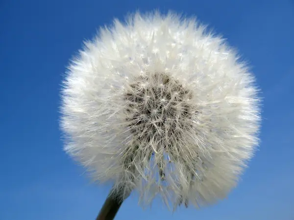 大自然のタンポポの花を間近で見られる — ストック写真