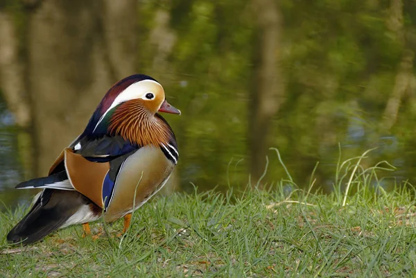 Observação Pássaros Tiro Pato Natureza Selvagem — Fotografia de Stock