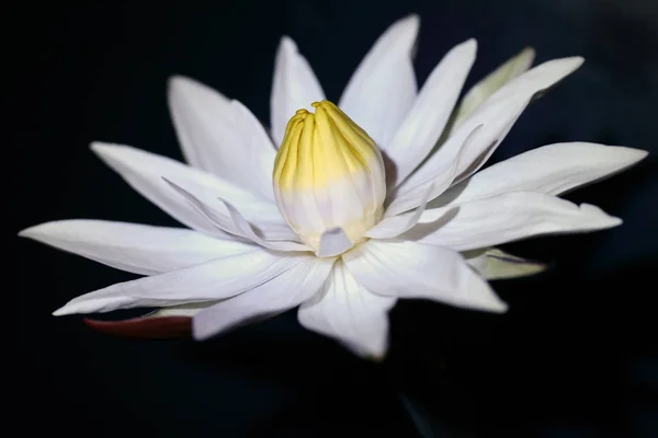 Flor Lirio Agua Planta Loto —  Fotos de Stock