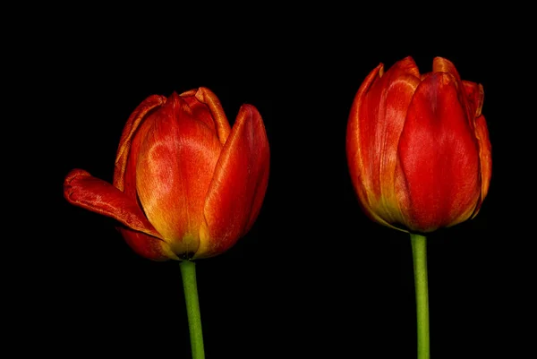 Tulpen Blühen Flora Frühling — Stockfoto