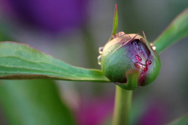 Fleurs Pivoine Pétales Flore — Photo